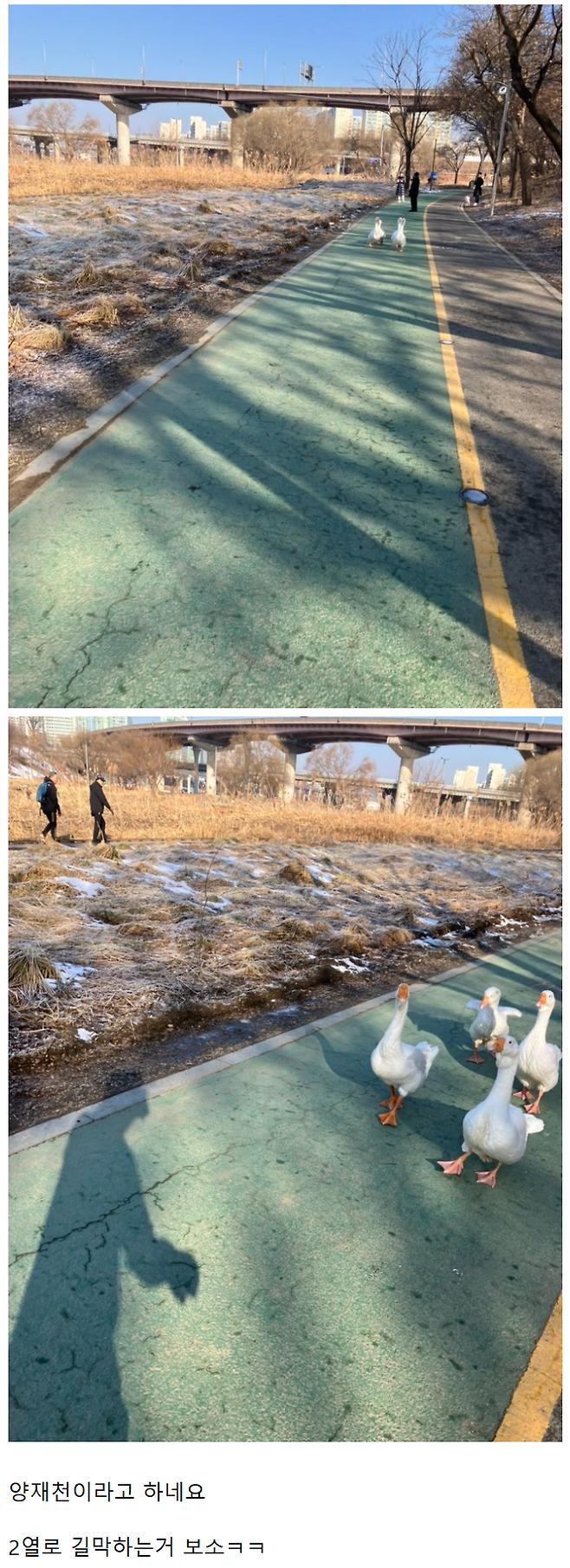 요즘 다시 나타난 길막는 러닝크루