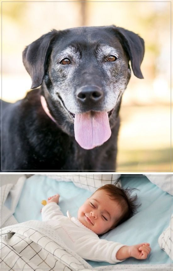 기르는 개 목숨 vs 모르는 사람 아기 목숨