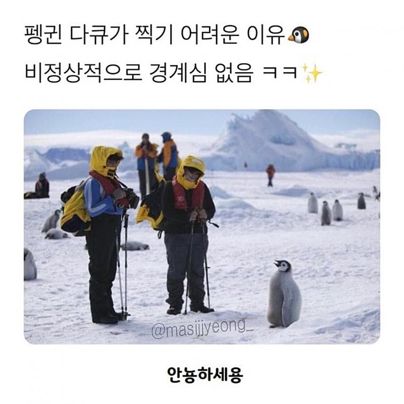 펭귄 다큐가 찍기 힘든 이유