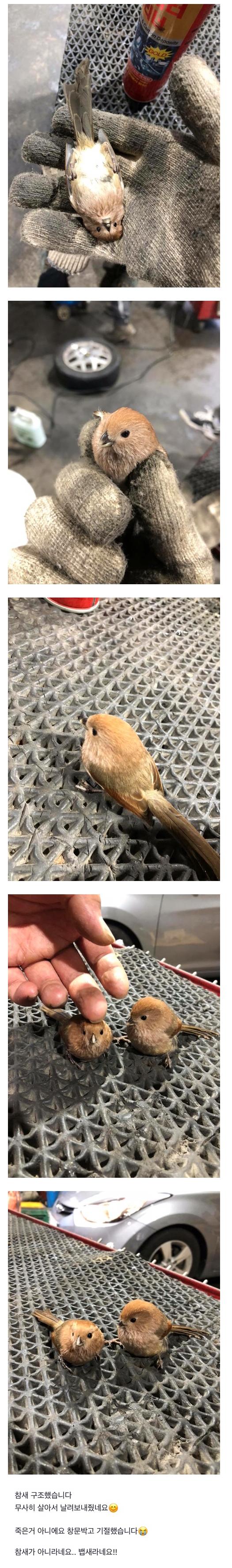 유리창 박고 기절한 뱁새 결말