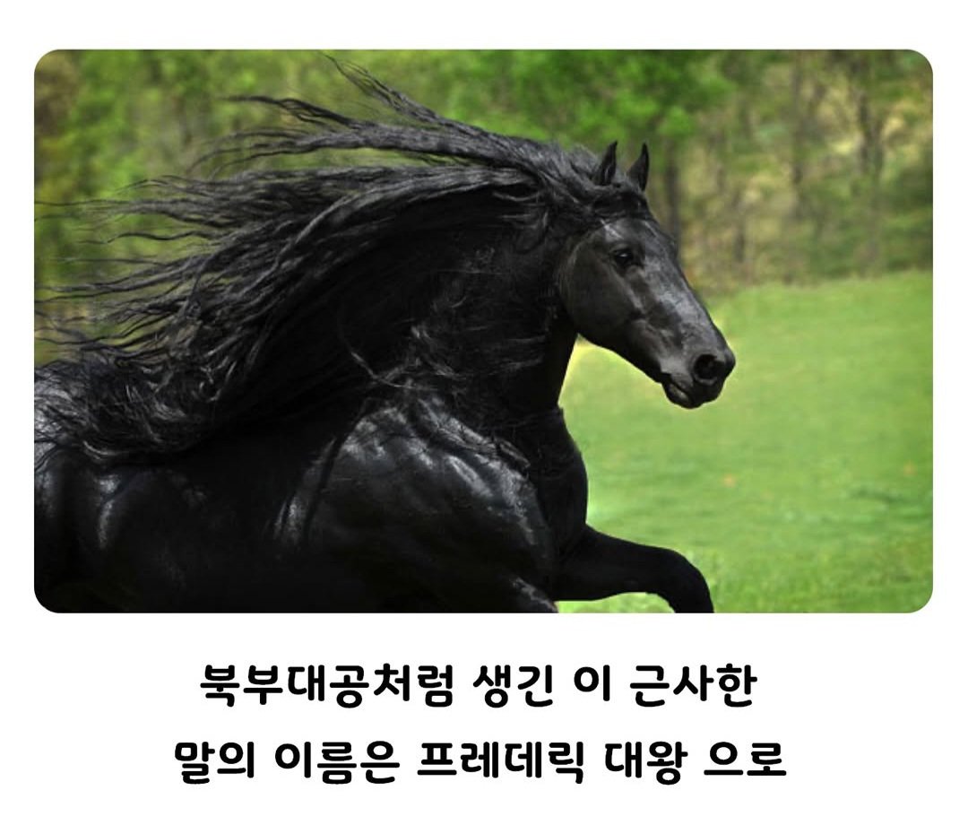 ㅈㄴ 잘생긴 말ㄷㄷㄷㄷ