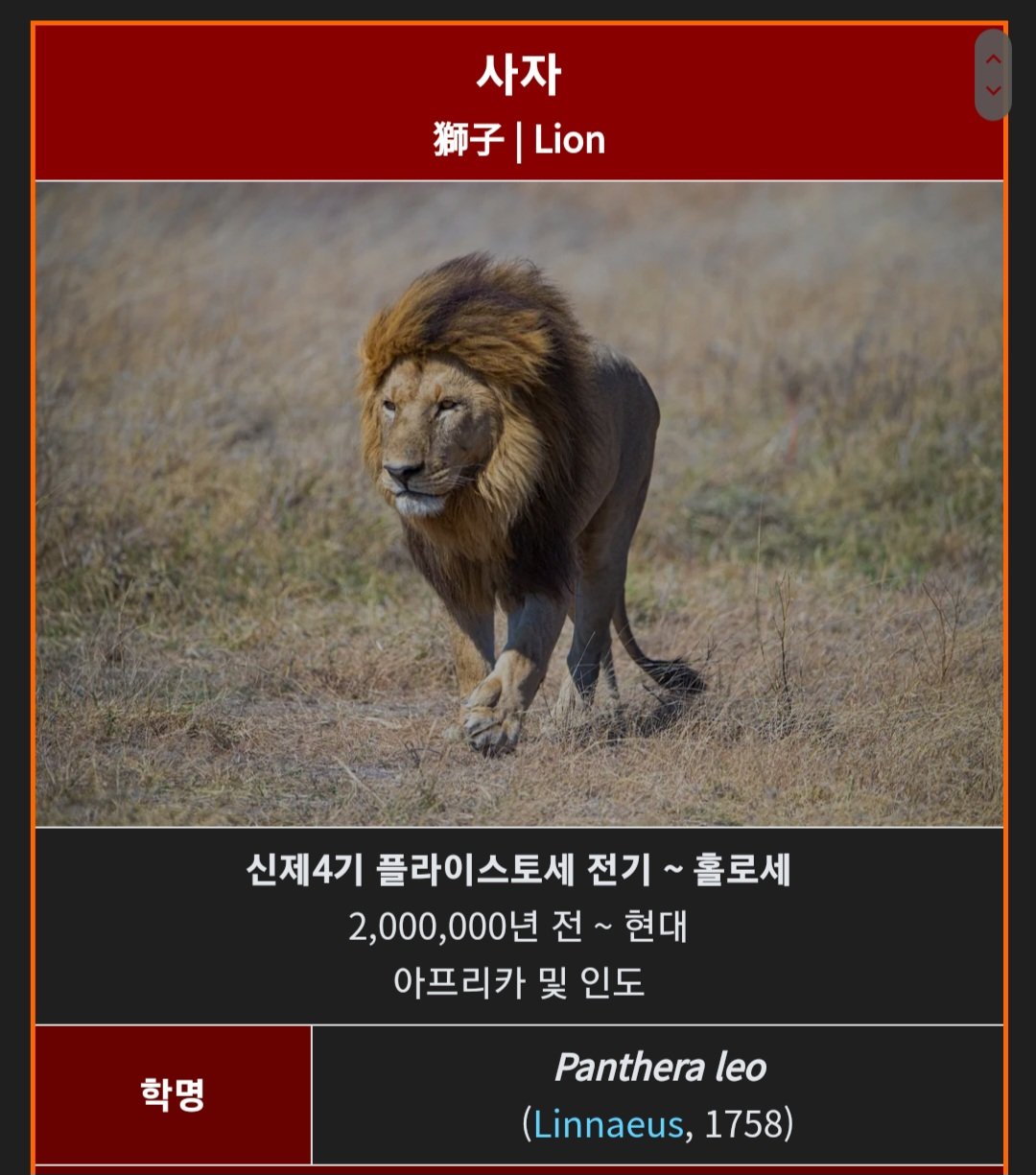 아프리카에서 식인 사자가 엄청난 문제가 되는 이유 ㄷㄷㄷ