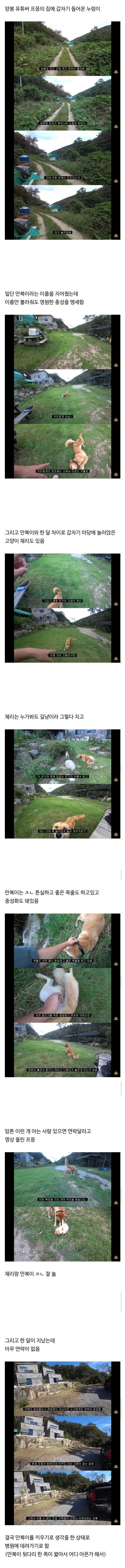 갑자기 집에 들어온 떠돌이개가 알고보니 부잣집 도련님