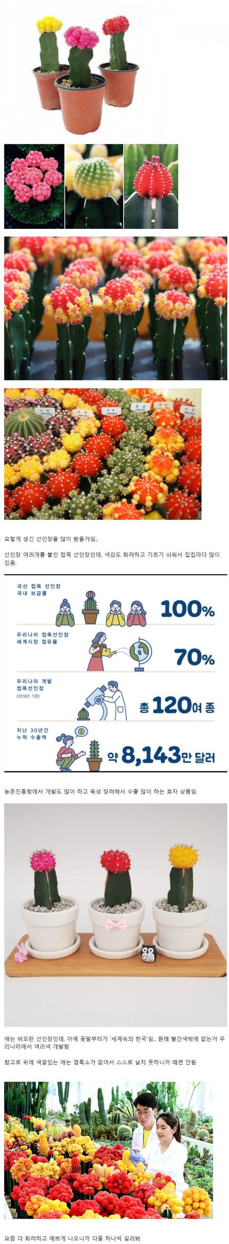 의외로 세계시장 70% 점유한 한국산 식물 ㅎㄷㄷㄷ