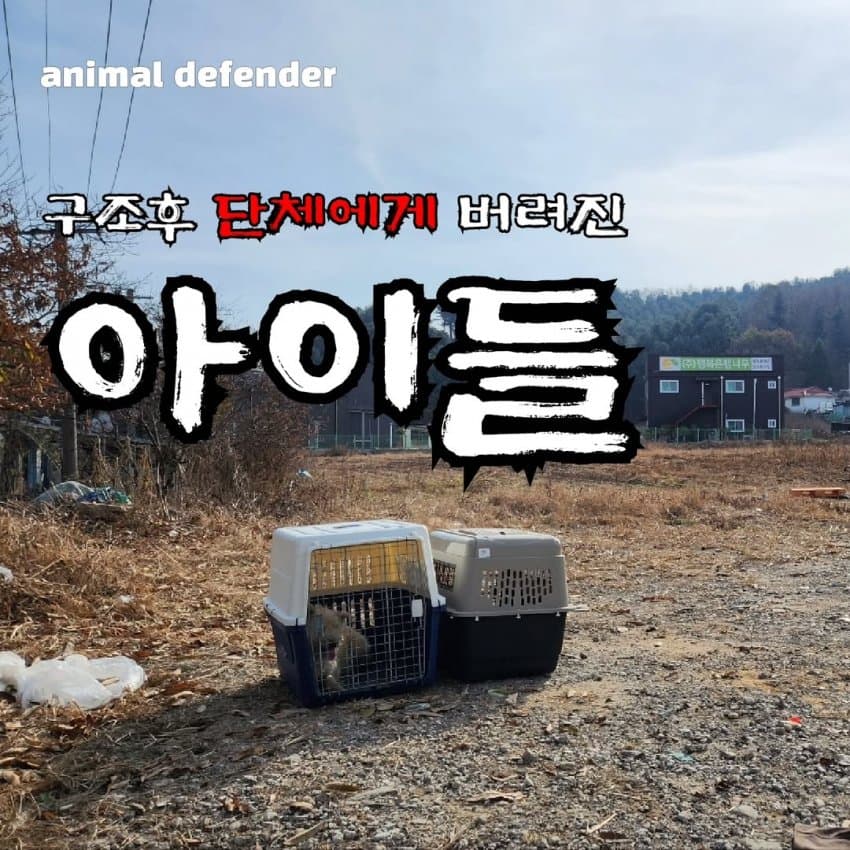 방송 취소되자 구조한 강아지 켄넬째로 버리고 간 동물단체