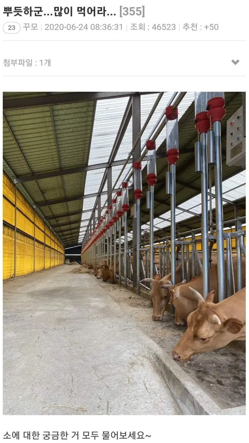 암소의 성기 부분을 만져보셨나요?