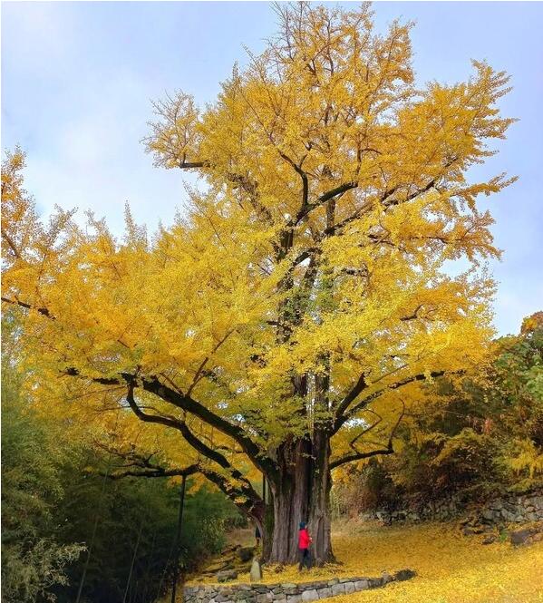 900년된 은행나무도 타버림