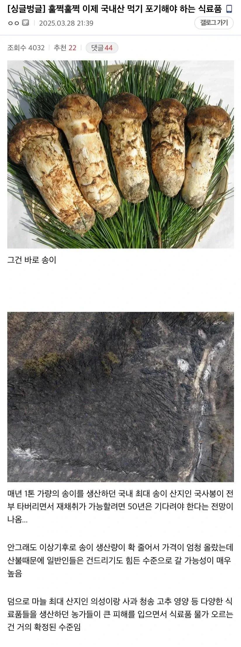 이번 산불로 국내산 구하기 진짜 힘들어질 식료품