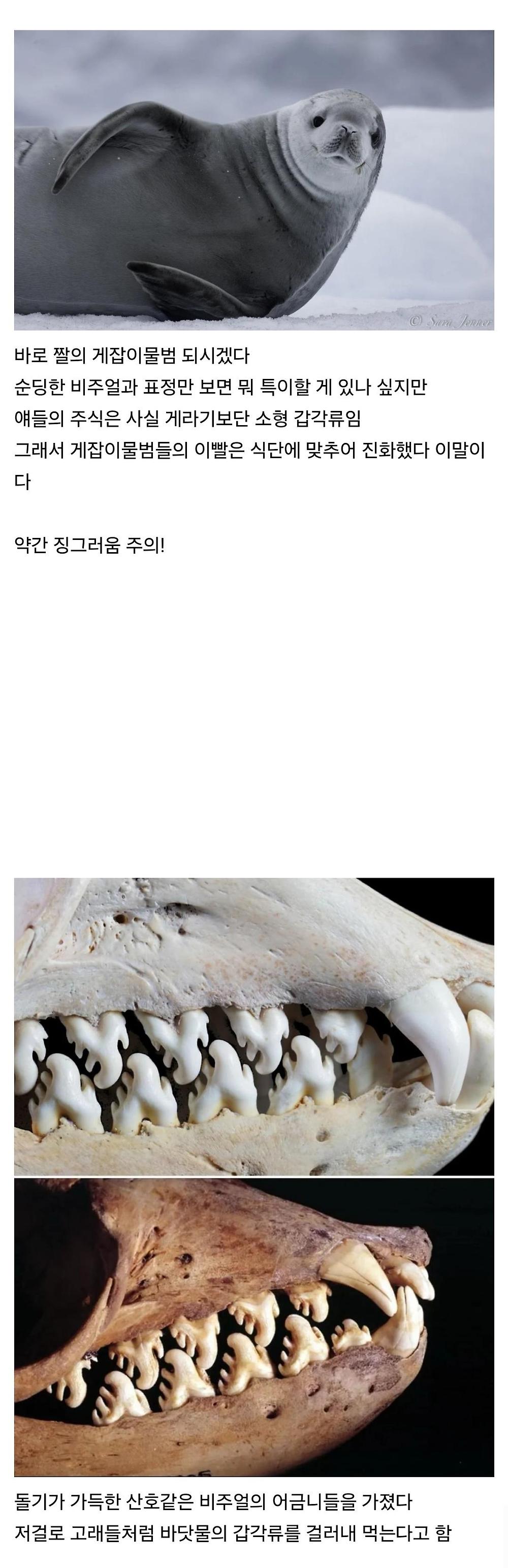 혐) 이빨이 특이한 포유류