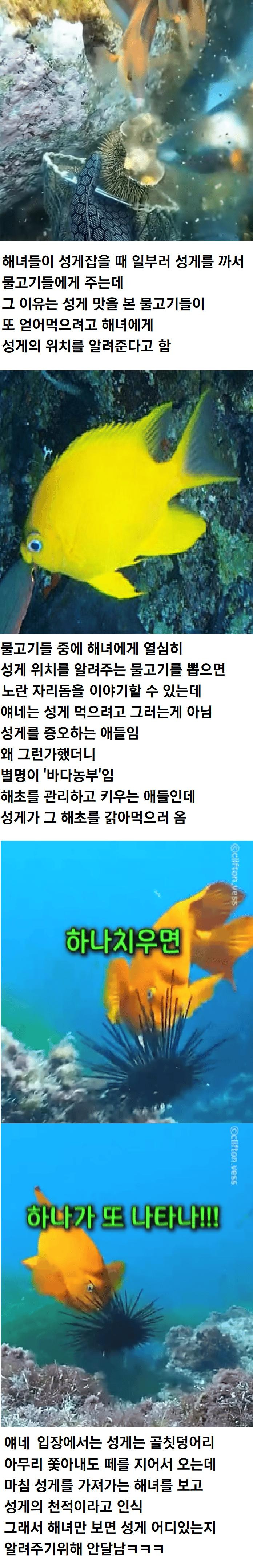 해녀가 성게 잡을 때 물고기들한테 성게 까주는 이유