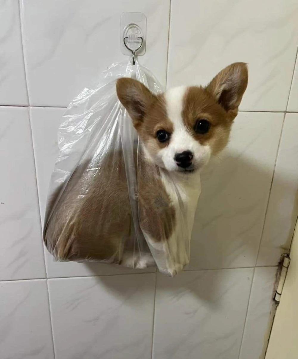 강아지랑 산책 하는데 급똥 신호 왔을때