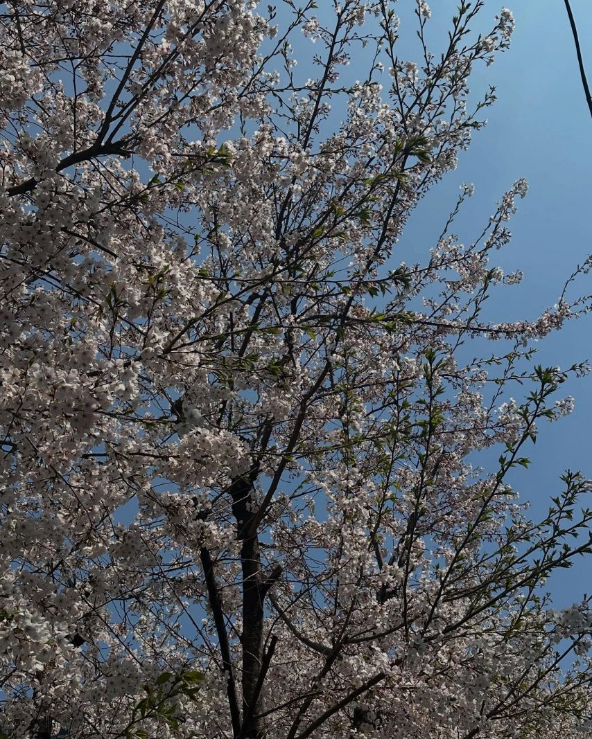 프로미스나인 이서연