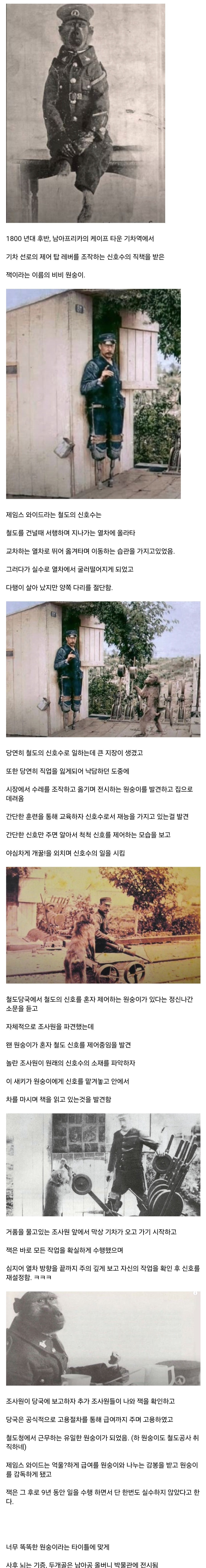 너무 똑똑해서 취업까지 성공한 원숭이