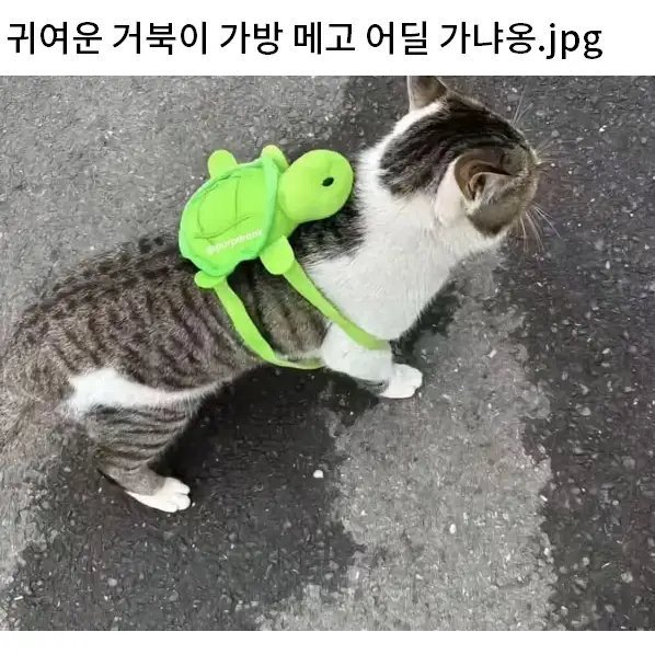 노템전인데 혼자 아이템착용하고간 고양이