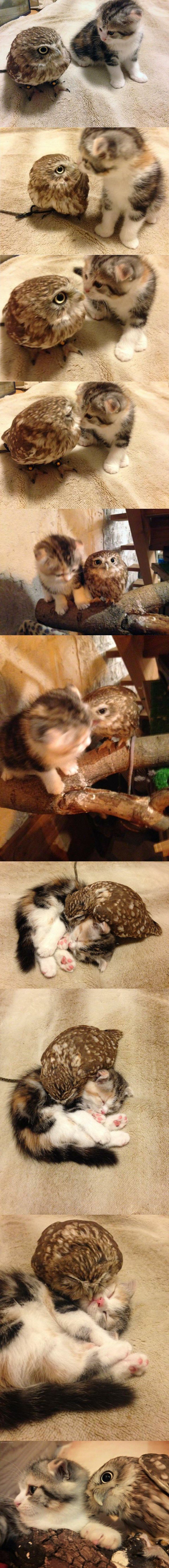 고양이에게 길들여진 올빼미의 귀여움