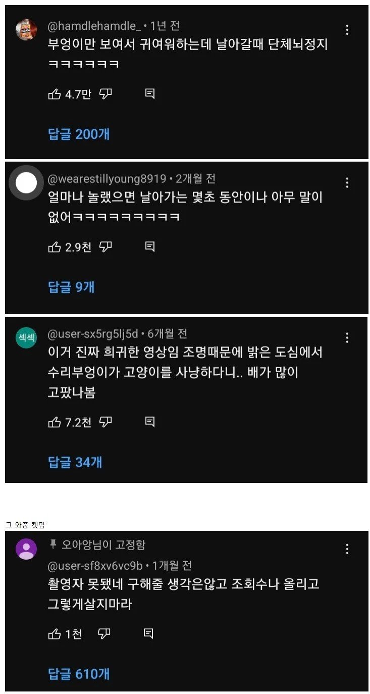 부엉이가 신기한 여학생들.