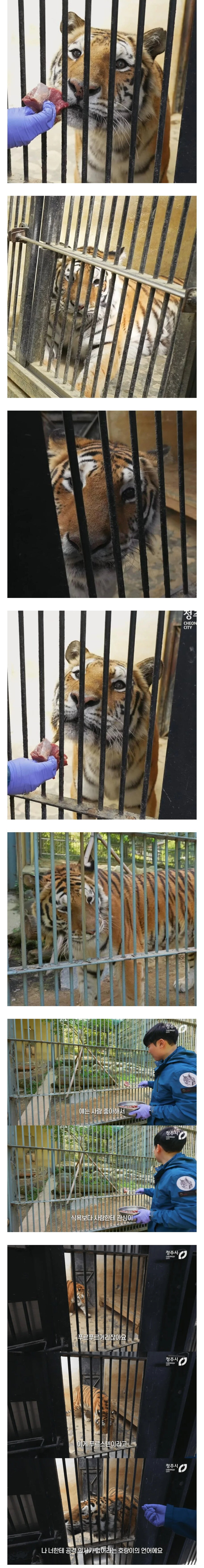 사람을 너무 좋아한다는 청주동물원 호랑이