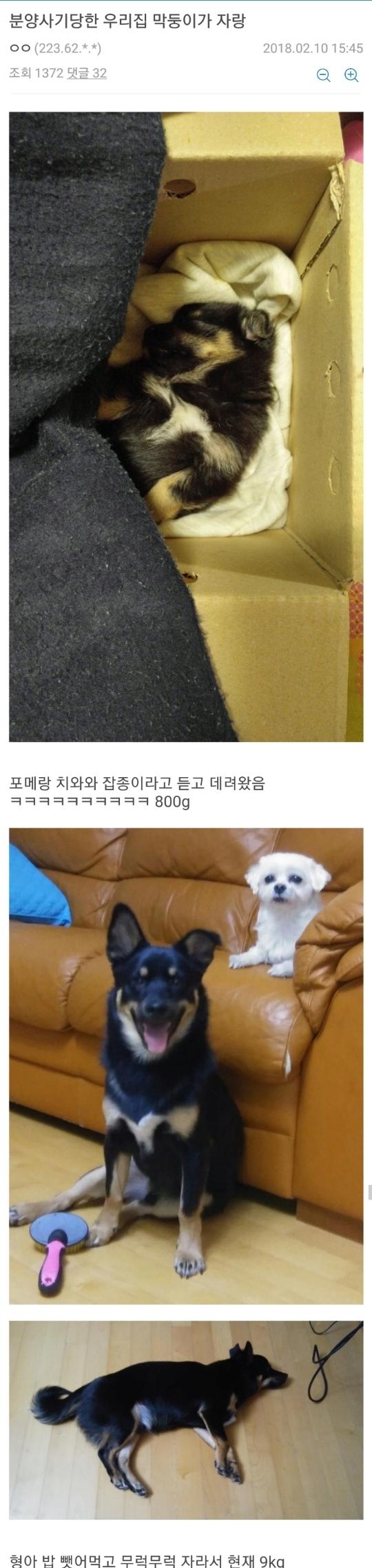 개 분양 사기 당한 멍갤러