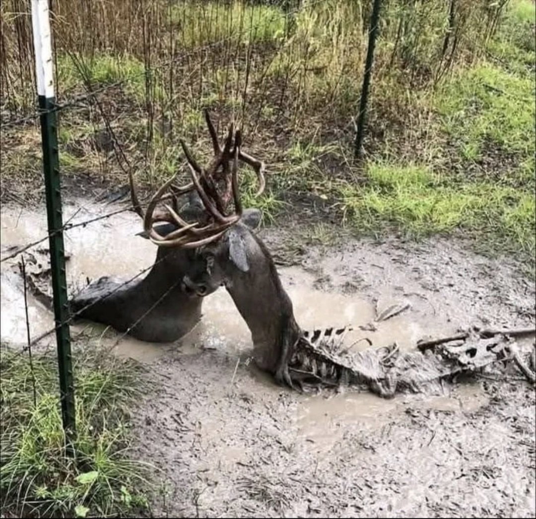 혐주의) 두 수컷 사슴의 죽음