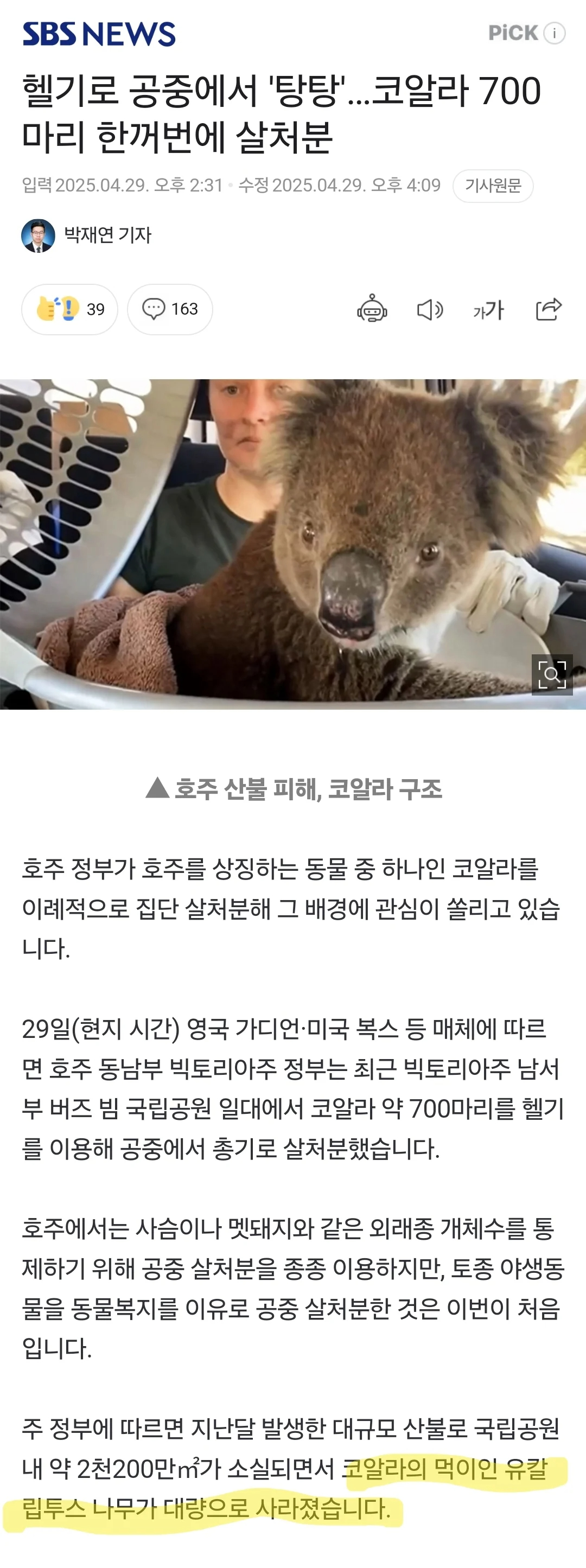 호주근황) 코알라 700마리의 고통을 해방시켜주려고 총살