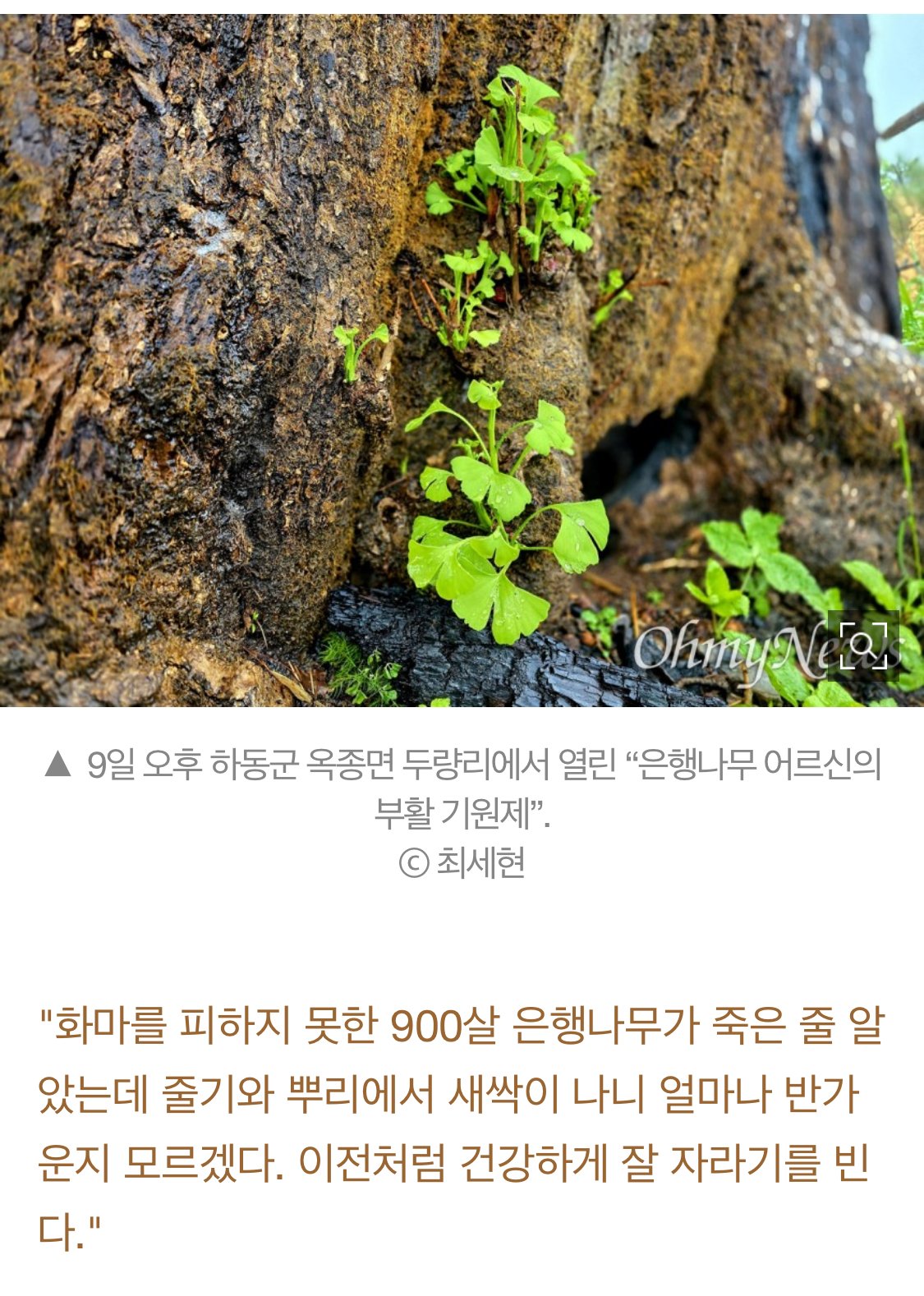 산불에 탔던 900년된 은행나무에 새순이 났다는 소식
