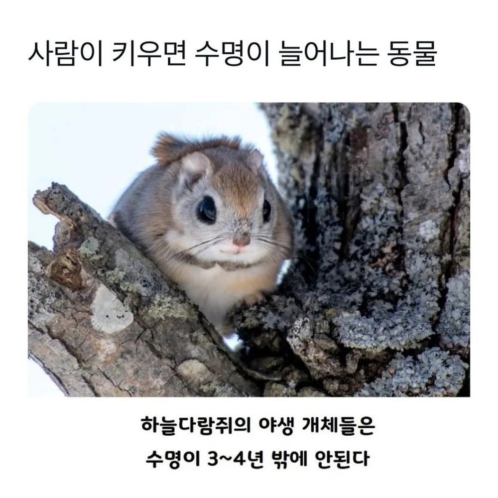 사람이 키우면 수명이 늘어나는 동물