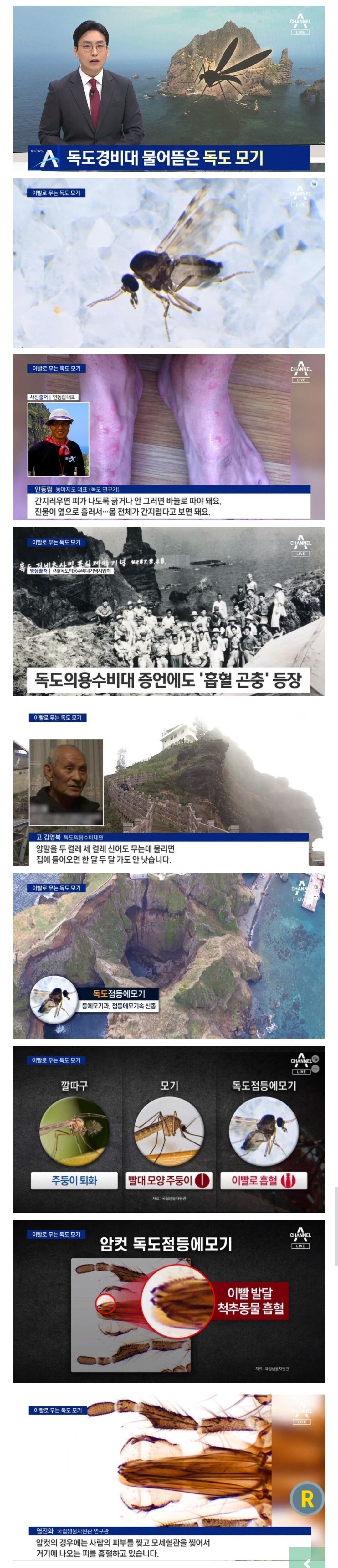 독도에 사는 모세혈관 찢어서 피빨아먹는 모기ㄷㄷ