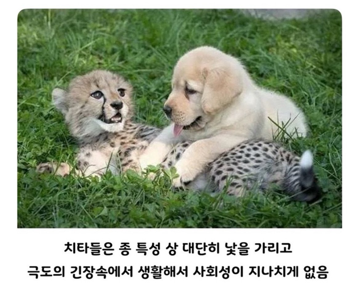 아싸를 인싸로 만들어주는 동물