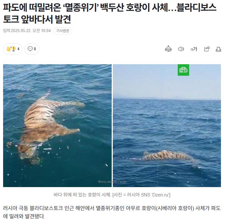 파도에 떠밀려온 백두산 호랑이 사체