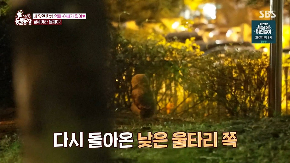 레전드인 동물농장 수리부엉이