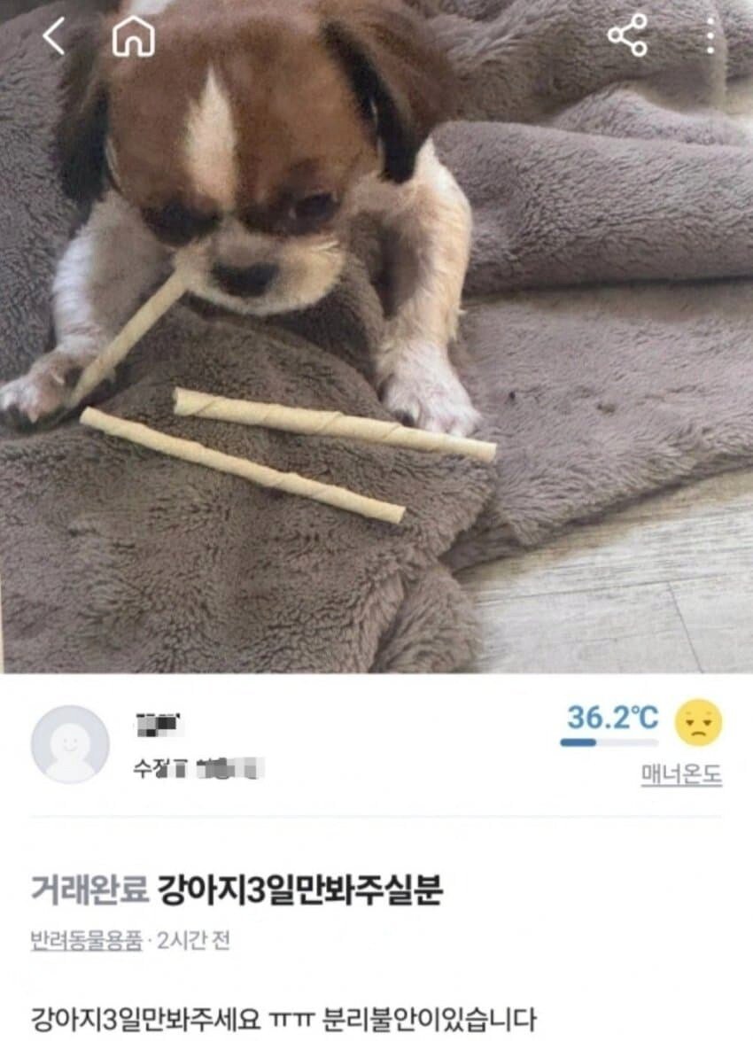 당근에서 강아지 돌보기 알바하면 안되는 이유