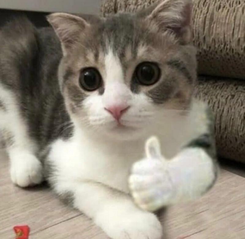 코디 감사합니다 김채연