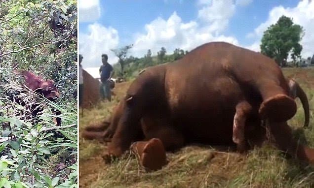 혐주의) ak47에 벌집된 코끼리