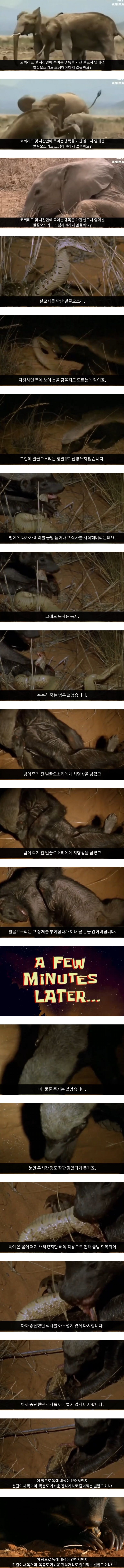 살모사 잘못 건드렸다가 눈감은 벌꿀오소리