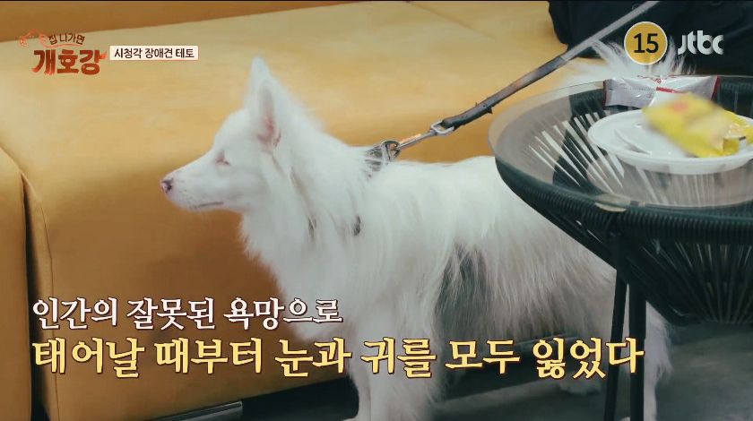 [아이브] 장애견과 대화하는 법을 배운 레이 - 개호강