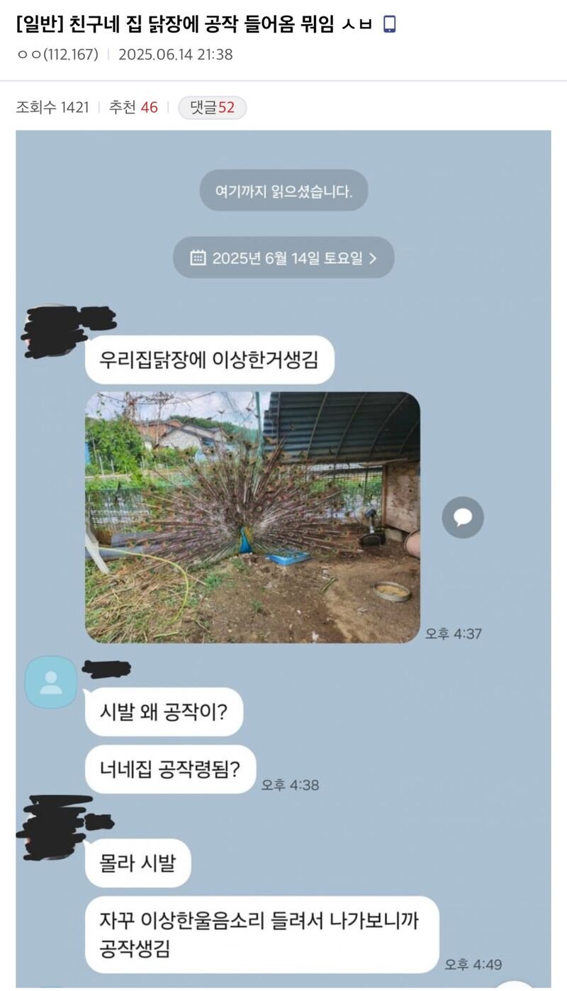 친구네 집 닭장에 공작 들어옴 뭐임?