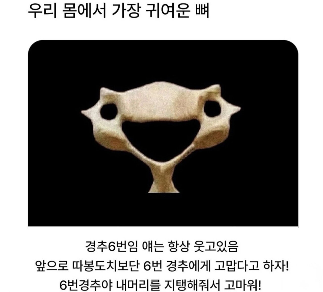 우리 몸에서 제일 귀여운 뼈