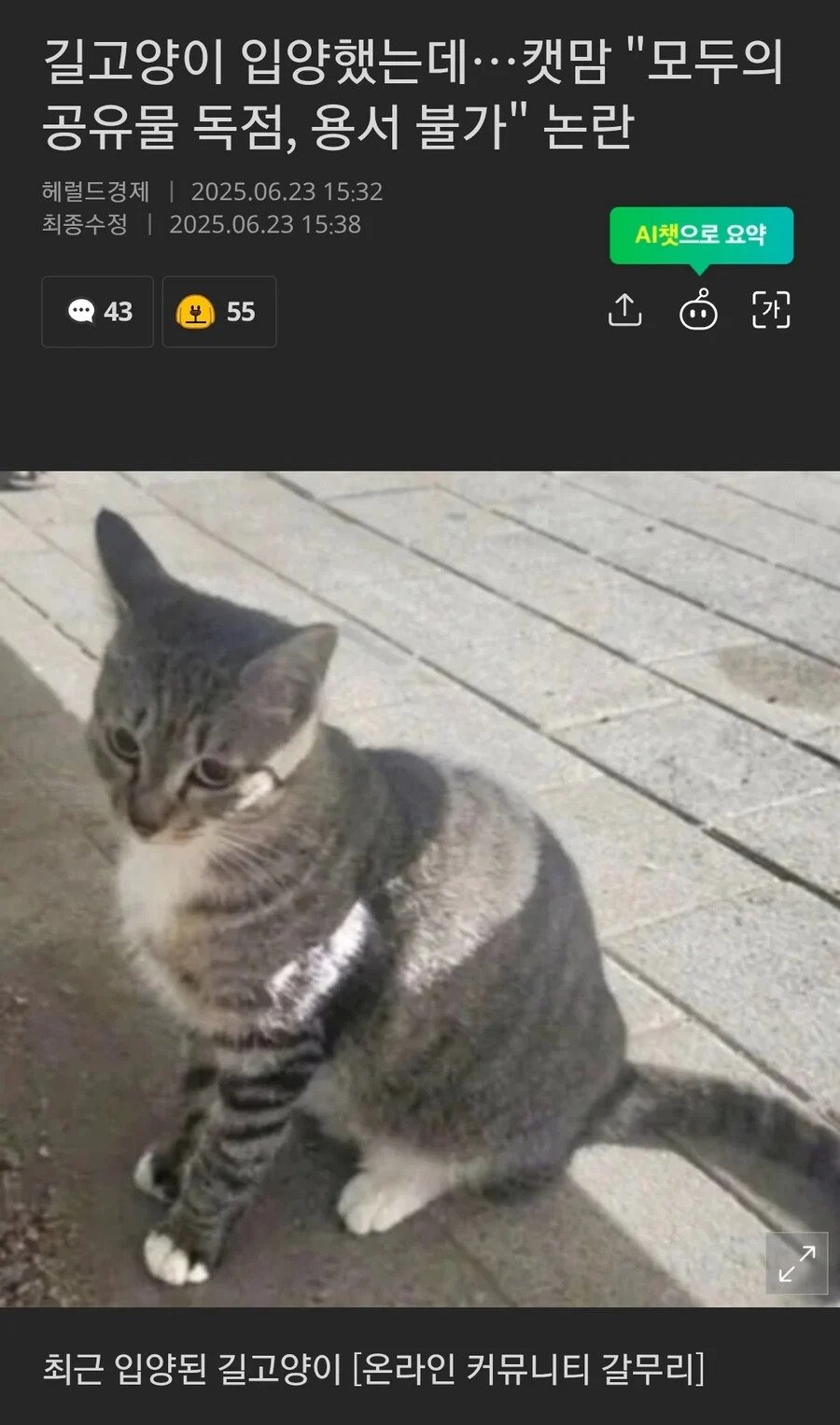 길고양이 입양했는데...캣맘 "모두의 공유물 독점, 용서불가"