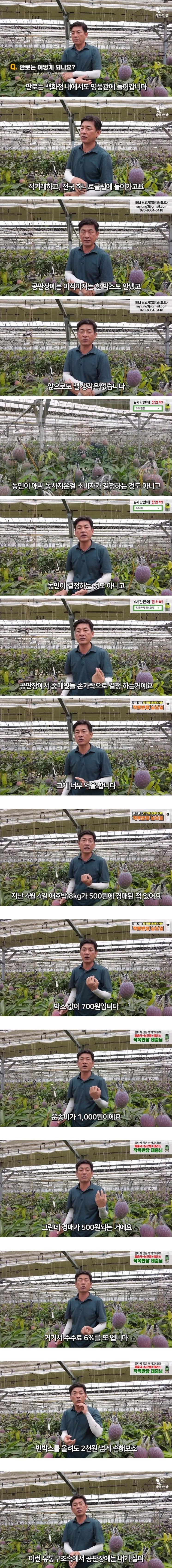 애플망고 공판장에 안 판다는 사장님