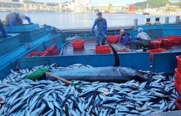 오늘 삼척 앞바다에서 잡힌 3m 황새치