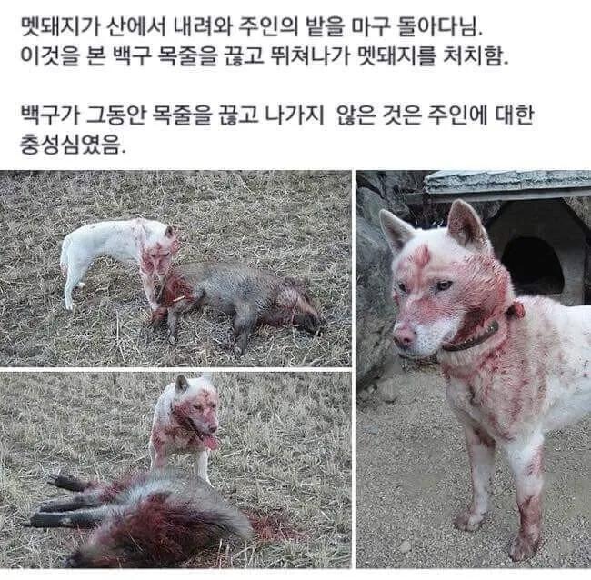 솔직히 성인 남자면 개 한마리랑 1:1뜨면 이기는거 아님???