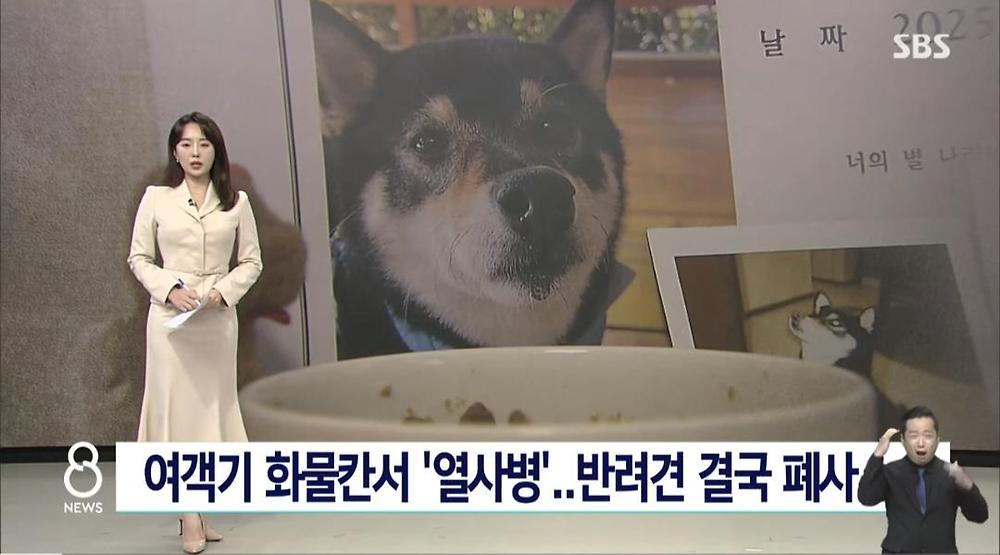 항공기 화물칸 반려동물 폐사