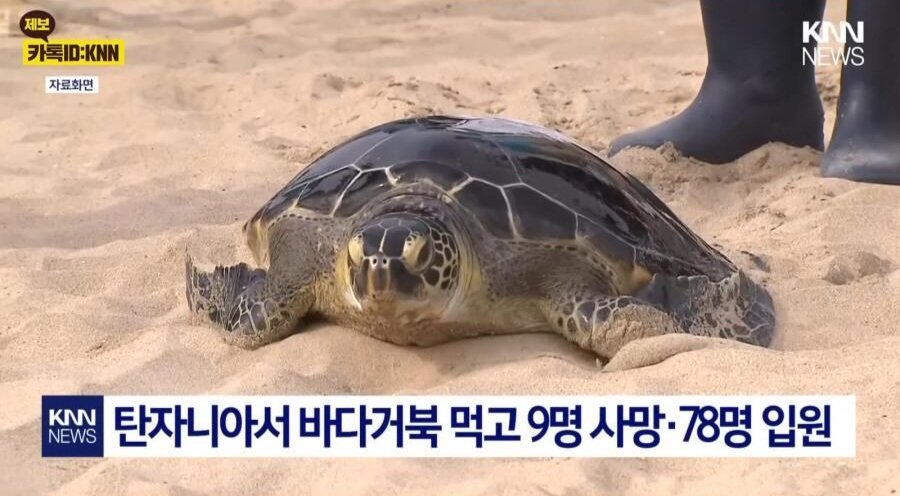 바다 거북 먹고 9명 사망