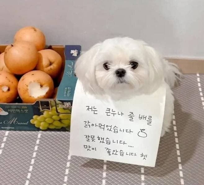 큰누나 배를 갉아먹은 개