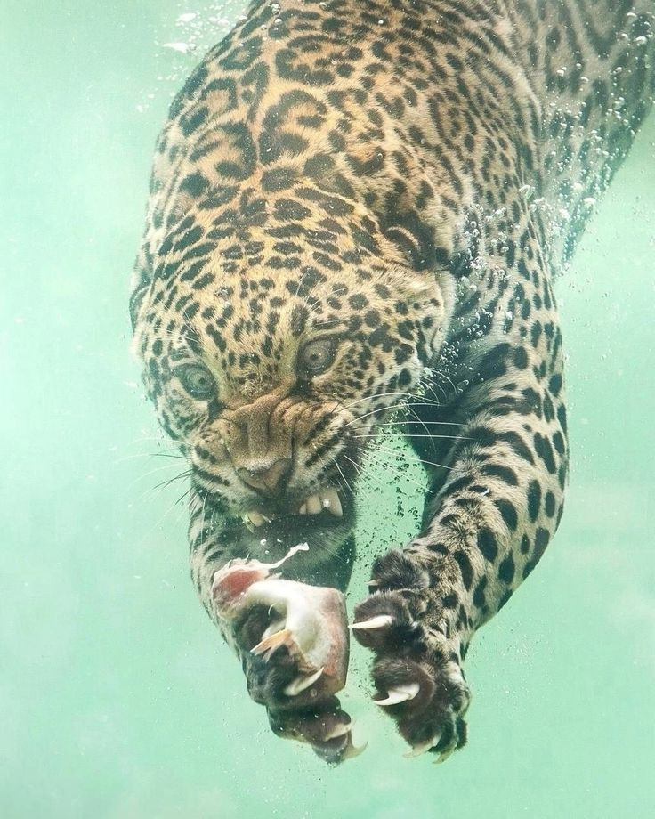 수영하는 재규어