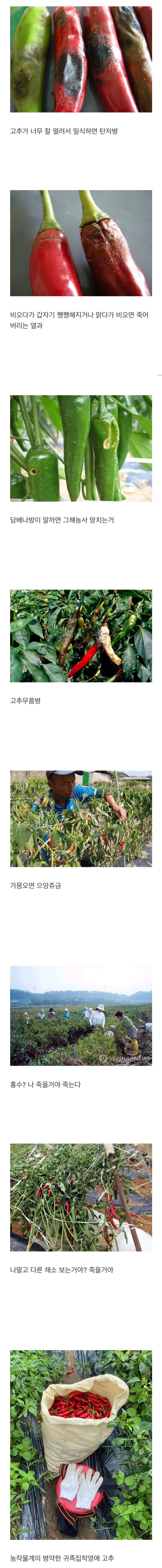 농사계의 미친 개복치 수준인 작물