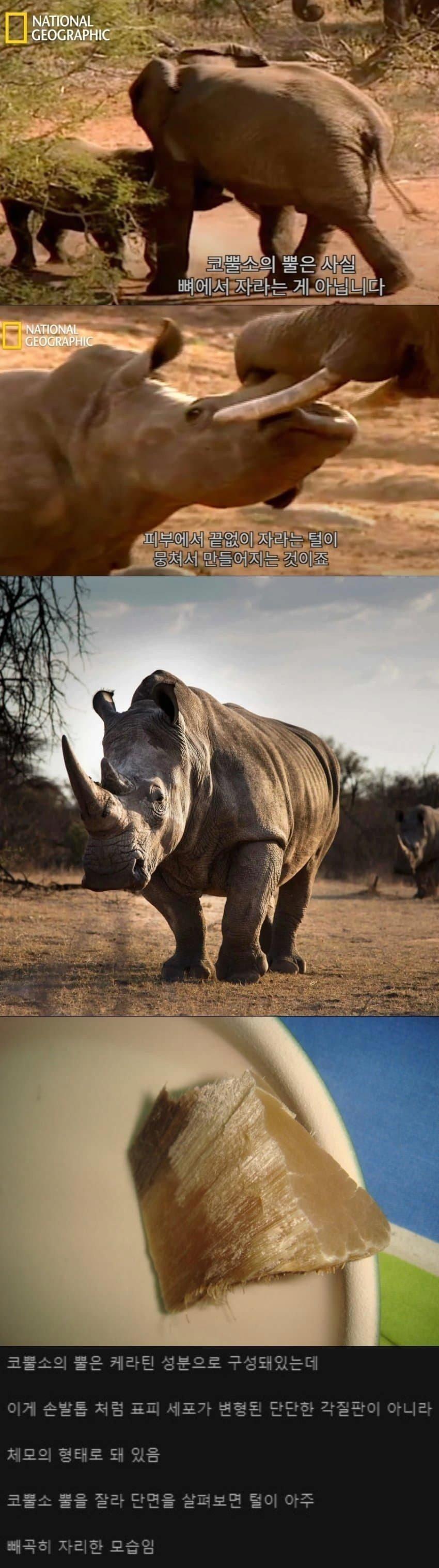 코뿔소의 뿔은 뼈가 아니다