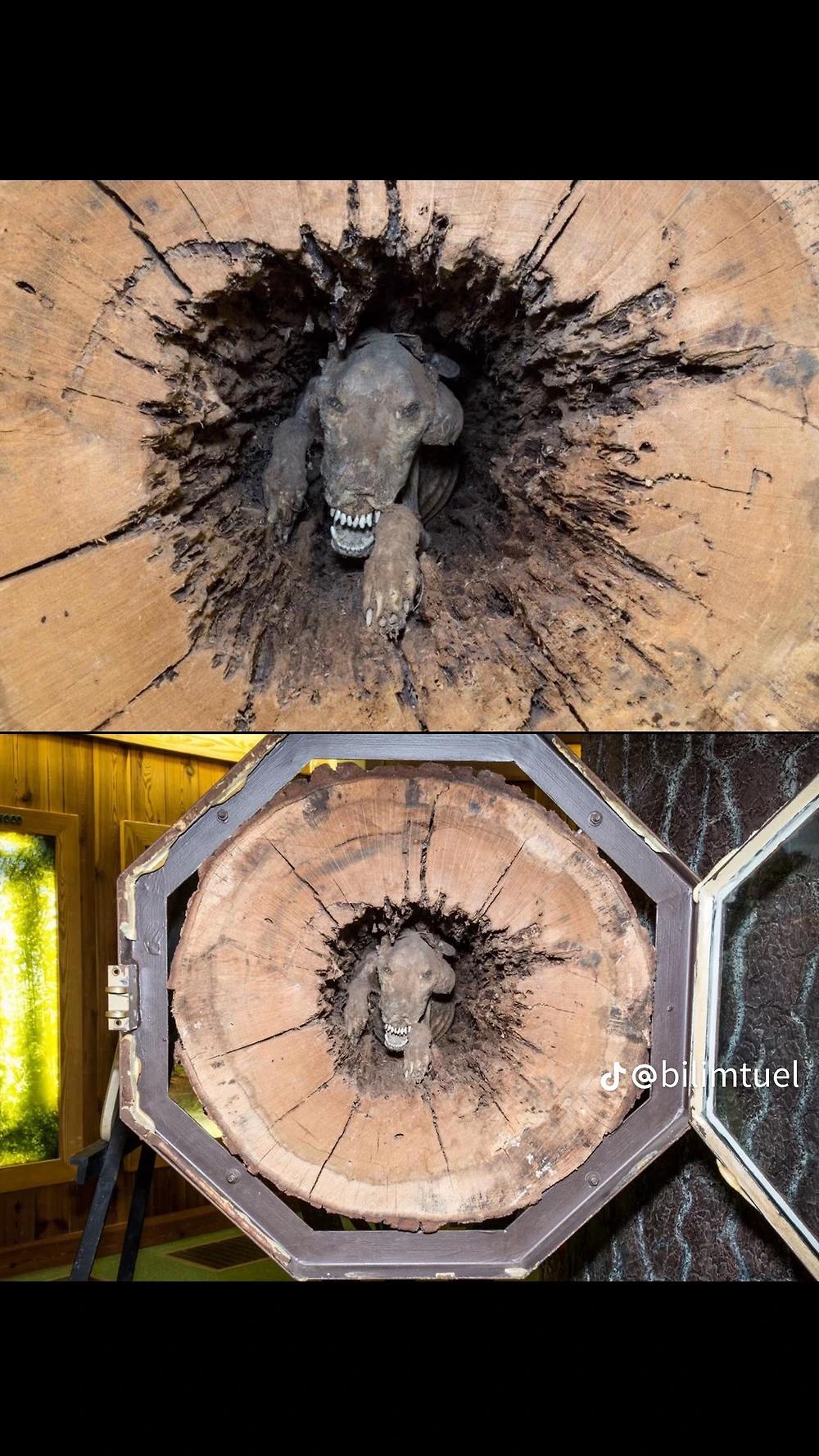 벌목하다 발견한 개 미라 ㄷㄷㄷ
