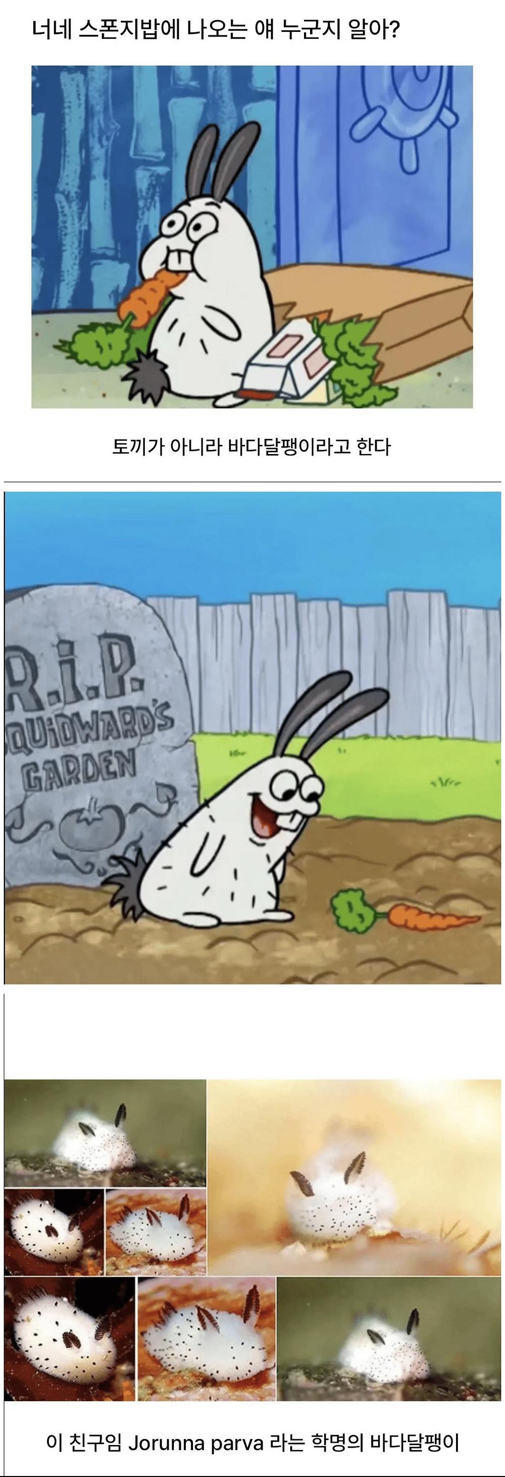 스펀지밥에서 의외로 실존한다는 생물