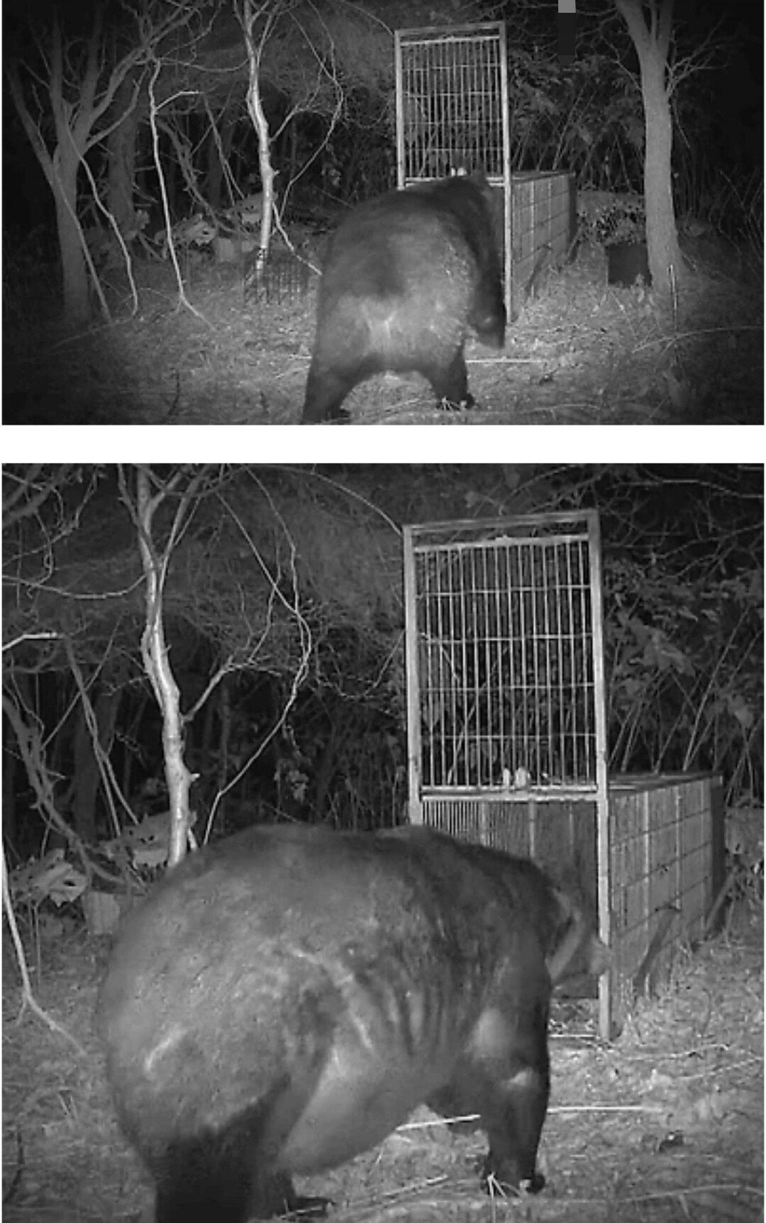 최근 일본에 나타난 400kg 곰.jpg